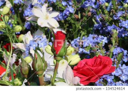 令人神清氣爽的秋海棠和飛燕草 134524614