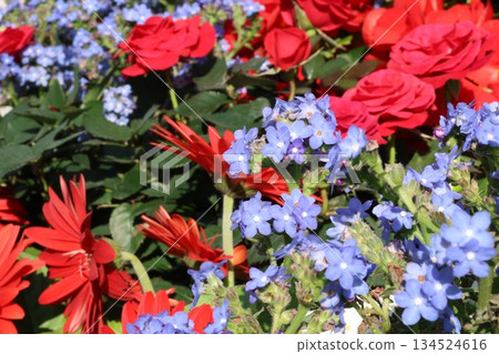 令人神清氣爽的秋海棠和飛燕草 134524616