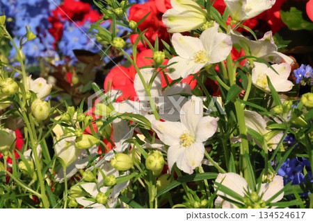 令人神清氣爽的秋海棠和飛燕草 134524617