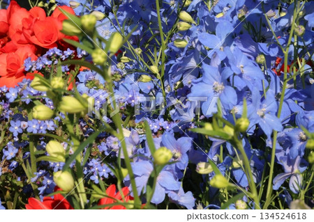 令人神清氣爽的秋海棠和飛燕草 134524618