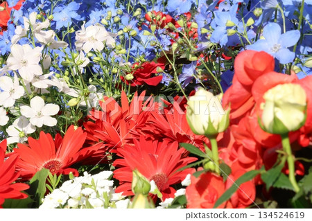 令人神清氣爽的秋海棠和飛燕草 134524619