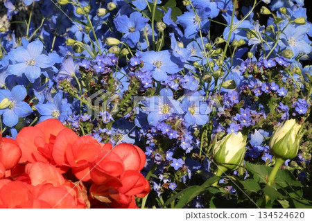 令人神清氣爽的秋海棠和飛燕草 134524620