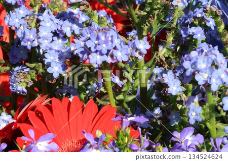 Vibrant gerberas and delphiniums 134524624