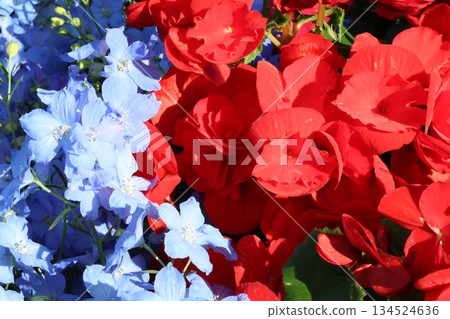 令人神清氣爽的秋海棠和飛燕草 134524636