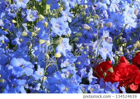 令人神清氣爽的秋海棠和飛燕草 134524639