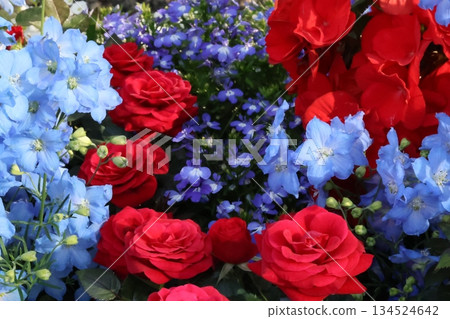 令人神清氣爽的秋海棠和飛燕草 令人神清氣爽的秋海棠和飛燕草 134524642