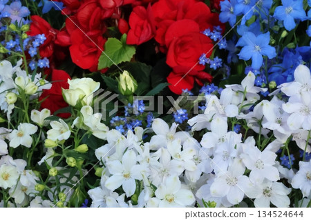 令人神清氣爽的秋海棠和飛燕草 令人神清氣爽的秋海棠和飛燕草 134524644