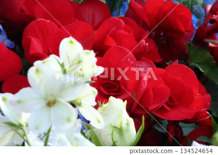 Refreshing begonias and delphiniums 134524654