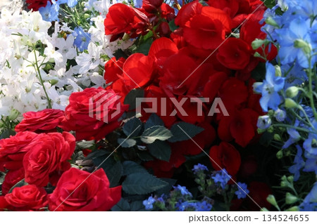 令人神清氣爽的秋海棠和飛燕草 令人神清氣爽的秋海棠和飛燕草 134524655