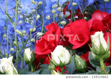 令人神清氣爽的秋海棠和飛燕草 令人神清氣爽的秋海棠和飛燕草 134524661