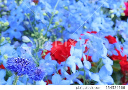 令人神清氣爽的秋海棠和飛燕草 134524666