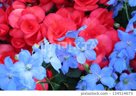 令人神清氣爽的秋海棠和飛燕草 134524673