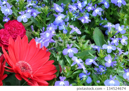 Vibrant gerberas and delphiniums Vibrant gerberas and delphiniums 134524674