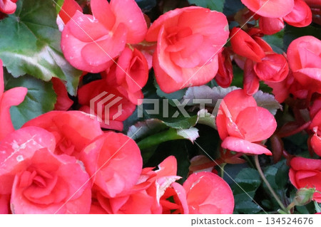 cool delphinium 134524676