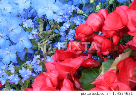 Refreshing begonias and delphiniums 134524681