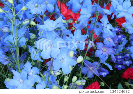 cool delphinium cool delphinium 134524682