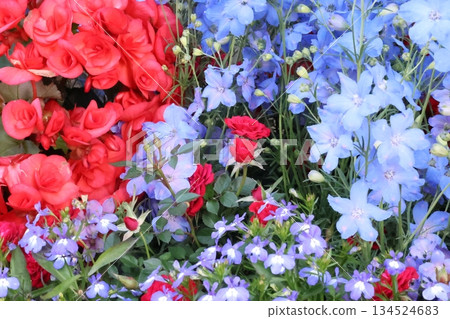 令人神清氣爽的秋海棠和飛燕草 134524683