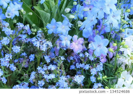 cool delphinium cool delphinium 134524686