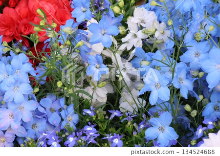 令人神清氣爽的秋海棠和飛燕草 令人神清氣爽的秋海棠和飛燕草 134524688