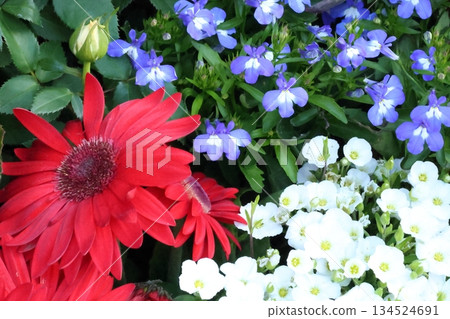 令人神清氣爽的秋海棠和飛燕草 令人神清氣爽的秋海棠和飛燕草 134524691