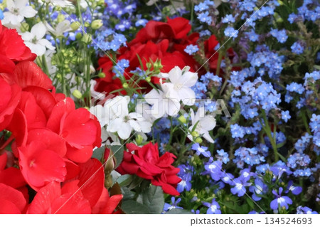 令人神清氣爽的秋海棠和飛燕草 134524693