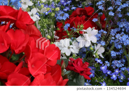 令人神清氣爽的秋海棠和飛燕草 134524694