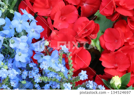 令人神清氣爽的秋海棠和飛燕草 令人神清氣爽的秋海棠和飛燕草 134524697