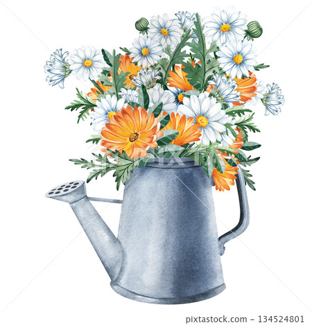 Watercolor composition of a metal watering can with daisies and marigold flowers, for floral designs, packaging, stationery, garden decor, seasonal projects. Hand painted with rich natural textures Watercolor composition of a metal watering can with daisies and marigold flowers, for floral designs, packaging, stationery, garden decor, seasonal projects. Hand painted with rich natural textures 134524801
