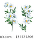Watercolor hand painted floral composition with chamomile daisy branches and green leaves, ideal for botanical designs, wedding stationery, packaging, prints and natural themed decor. 134524806