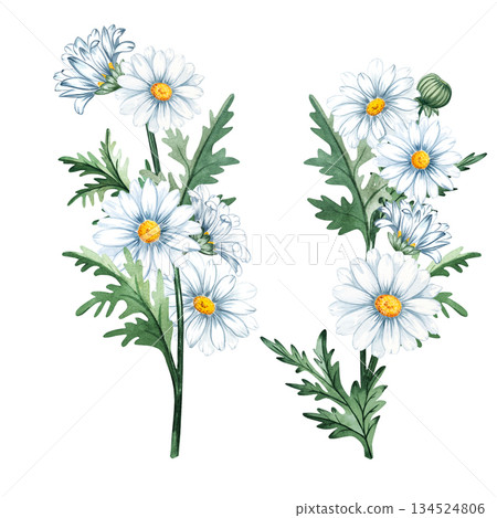 Watercolor hand painted floral composition with chamomile daisy branches and green leaves, ideal for botanical designs, wedding stationery, packaging, prints and natural themed decor. Watercolor hand painted floral composition with chamomile daisy branches and green leaves, ideal for botanical designs, wedding stationery, packaging, prints and natural themed decor. 134524806