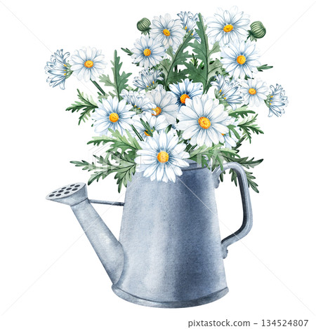 Watercolor hand painted illustration of a metal watering can filled with blooming daisies, perfect for floral designs, spring decor, stationery, packaging, garden themed projects Watercolor hand painted illustration of a metal watering can filled with blooming daisies, perfect for floral designs, spring decor, stationery, packaging, garden themed projects 134524807