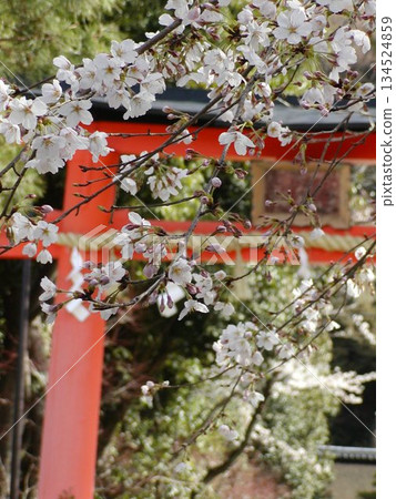 宇治上神社櫻花 | 世界遺產地春花盛開 | 京都觀光 134524859