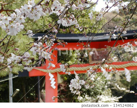 京都宇治上神社的櫻花 | 朱紅色的鳥居與櫻花 | 世界遺產 134524862