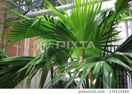 熱帶棕櫚植物葉片的特寫，這種植物生長在熱帶地區。 134524989