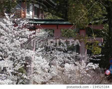 京都宇治櫻花│阿賀形神宮鳥居與盛開的櫻花│春日美景 134525164