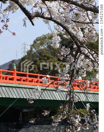 Uji Cherry Blossom News│Asagiri Bridge and the Clear Waters of the Uji River│Scenery during Cherry Blossom Viewing Season Uji Cherry Blossom News│Asagiri Bridge and the Clear Waters of the Uji River│Scenery during Cherry Blossom Viewing Season 134525166