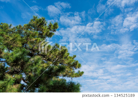 Blue sky and tree 134525189