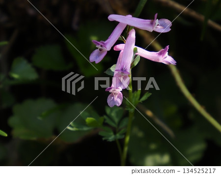 沐浴在春日陽光下的白斑延胡索 134525217