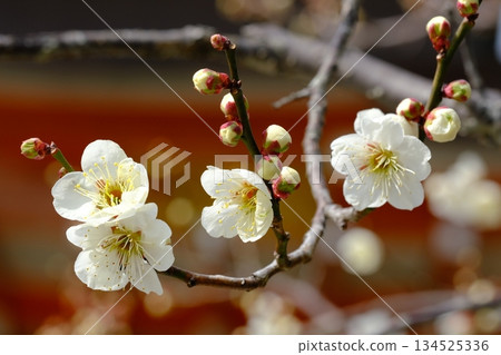 White plum blossoms and Nagaoka Tenmangu Shrine 134525336