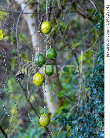 Fruit of the bitter gourd hanging from a vine Fruit of the bitter gourd hanging from a vine 134525342