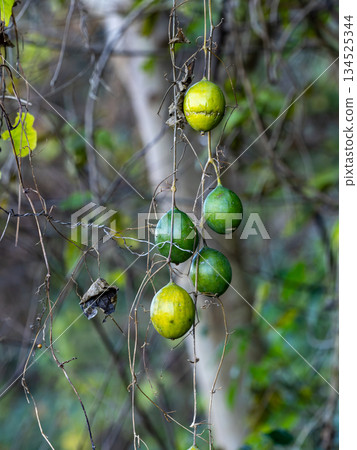 Fruit of the bitter gourd hanging from a vine Fruit of the bitter gourd hanging from a vine 134525344
