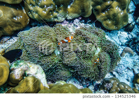 Clownfish swimming among sea anemone on coral reef 134525346