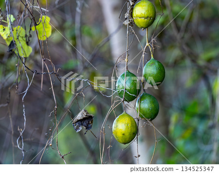Fruit of the bitter gourd hanging from a vine 134525347