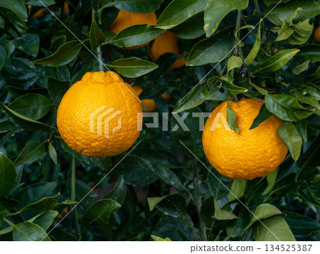 A type of citrus fruit called Shiranui A type of citrus fruit called Shiranui 134525387