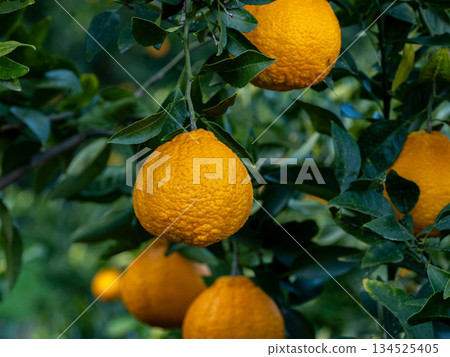 一種名為不知火的柑橘類水果。 134525405