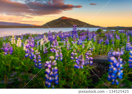 Colorful lupine flower blooming near lake and mountain during golden hour Colorful lupine flower blooming near lake and mountain during golden hour 134525425