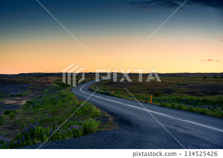 Curved countryside road with lupine flower field and sunset sky in Iceland 134525426