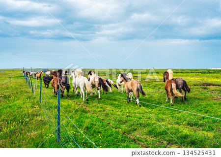 Icelandic horses running in rural farmland field on fenced pasture Icelandic horses running in rural farmland field on fenced pasture 134525431