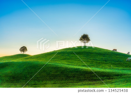 Scenic view of lush green hill with lonely tree and cows grazing in farmland at Switzerland Scenic view of lush green hill with lonely tree and cows grazing in farmland at Switzerland 134525438