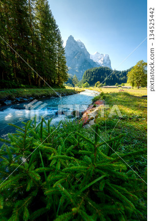 Scenic Rosenlaui with Wellhorn peak and Rychenbach river in sunny day at Switzerland Scenic Rosenlaui with Wellhorn peak and Rychenbach river in sunny day at Switzerland 134525442
